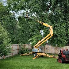 Best Tree Fertilization  in Progreso, TX